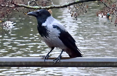 Hooded crow, Corvus cornix, Kråka