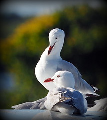 Coloured eyes of Silver Gulls