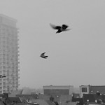Antwerpen in vogelvlucht  Citybirds