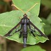 Clematis Clearwing Moth - Alcathoe caudata ♀