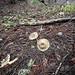 Unidentified fungi (maybe Lepiota spheniscispora?) at Armstrong Woods State Natural Reserve