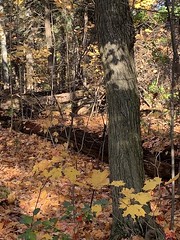 Interesting refections on the trunk of this tree and colourful trees on Duffins trail in Discovery bay , cropped photograph , Martin’s photographs , Ajax , Ontario , Canada , November 1. 2022