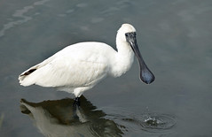 The royal spoonbill.