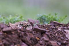 The Rocks Have Eyes (Burrowing Owl)