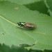 Chloromyia formosa - female - Buckinghamshire