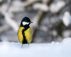 Great Tit in winter time standing in the snow