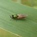 Chloromyia formosa - male - Wheatfen Broad
