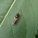 Chloromyia formosa - male - Buckinghamshire