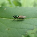 Chloromyia formosa - female - Buckinghamshire