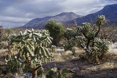 Winter morning desert landscape • <a style="font-size:0.8em;" href="http://www.flickr.com/photos/11859165@N00/52616907286/" target="_blank">View on Flickr</a>