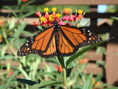 Monarch Butterfly (male)  - Endangered - Backyard Safari - Explored