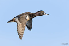 Ring-necked Duck Drake (Aythya collaris)