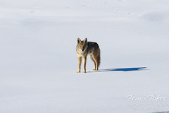 Coyote stands out on a frozen, snow-covered pond