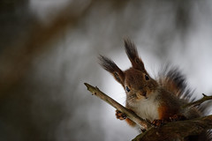 Orava - Red squirrel