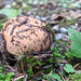 Emerging mushroom