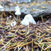Fungi and fir needles