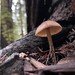 Caulorhiza umbonata (Redwood Rooter)