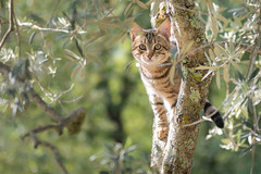 Tuscan Cat