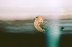 Skua • <a style="font-size:0.8em;" href="http://www.flickr.com/photos/27717602@N03/52624962354/" target="_blank">View on Flickr</a>