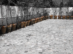 2023 (challenge No. 3 - old unpublished pics ) - Day 15 - rows of plant pots, islamabad, pakistan, 2016