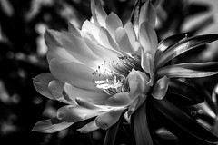 Cactus flower in black and white