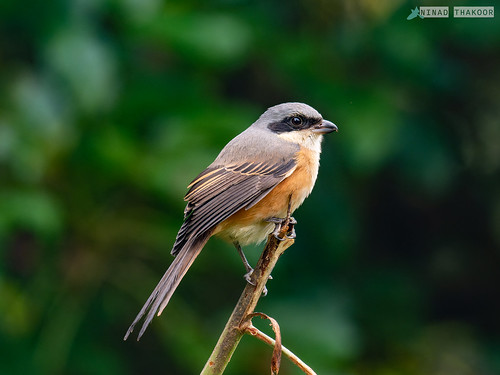 Gray-backed Shrike • <a style="font-size:0.8em;" href="http://www.flickr.com/photos/59465790@N04/52629434091/" target="_blank">View on Flickr</a>