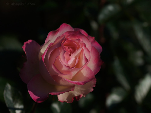 Rose (ق̂)