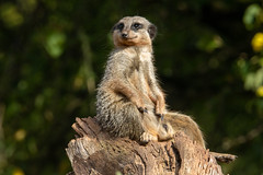 still on duty - Slender tailed meerkat (Suricata suricatta)