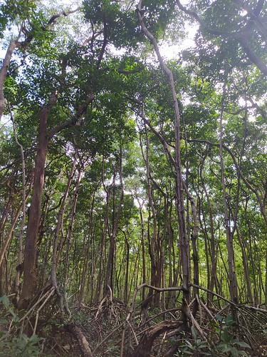 Bosque manglar