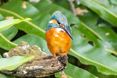common kingfisher