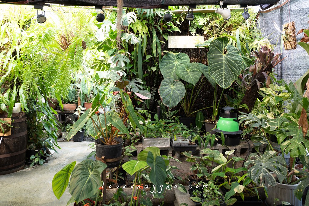 台中植物餐廳,台中觀葉植物,台中雨林植物,找路咖啡,溫室雨林觀葉植物 @薇樂莉 Love Viaggio | 旅行.生活.攝影