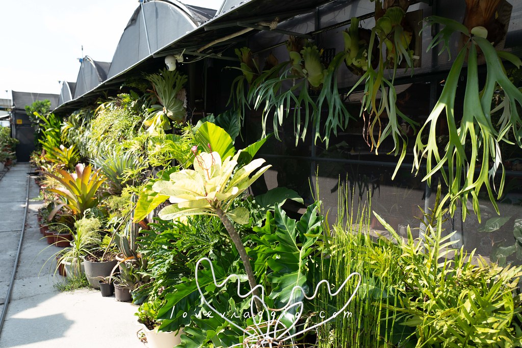 台中植物餐廳,台中觀葉植物,台中雨林植物,找路咖啡,溫室雨林觀葉植物 @薇樂莉 - 旅行.生活.攝影