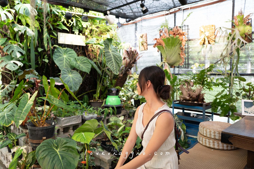 台中植物餐廳,台中觀葉植物,台中雨林植物,找路咖啡,溫室雨林觀葉植物 @薇樂莉 旅行.生活.攝影