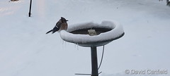 January 19, 2023 - Blue jay puffed up in the cold. (David Canfield)