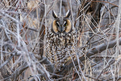 January 15, 2023 - Long eared owl giving the stinkeye. (Tony's Takes)