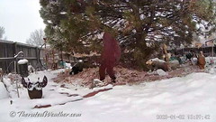 January 2, 2023 - Light snow falls in the backyard. (ThorntonWeather.com)