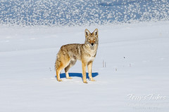 January 7, 2023 - Gorgeous coyote in Adams County. (Tony's Takes)