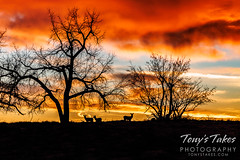 January 8, 2023 - A beautiful sunrise with deer.  (Tony's Takes)