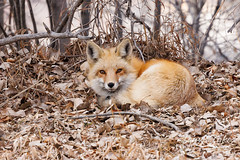 January 14, 2023 - Lazy red fox. (Tony's Takes)