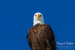 January 7, 2023 - Bald eagle giving some attitude. (Tony's Takes)