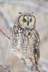 January 11, 2023 - A long eared owl in falling snow. (Jude Walters Photography)