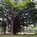 A large banyan tree at Liliuokalani Gardens