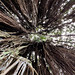 Looking up the banyan tree at Kalakaua Park.