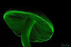 Fungi a la Neon