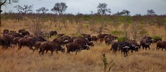 SÜDAFRIKA( South-Africa), Im Kruger-Nationalpark. Büffelherde (serie), 22028