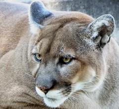 Puma - St. Louis Zoo - Explored