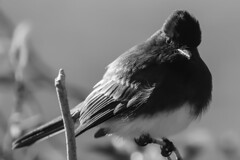 Black Phoebe- LR9A3143-B&W