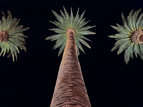 palm trees Las Vegas