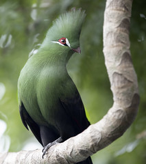 Guinea turaco Tauraco - Key West Butterfly and Nature Conservatory Florida