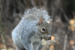 Squirrels eating peanuts